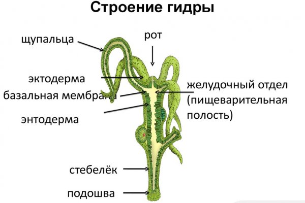 Kraken official