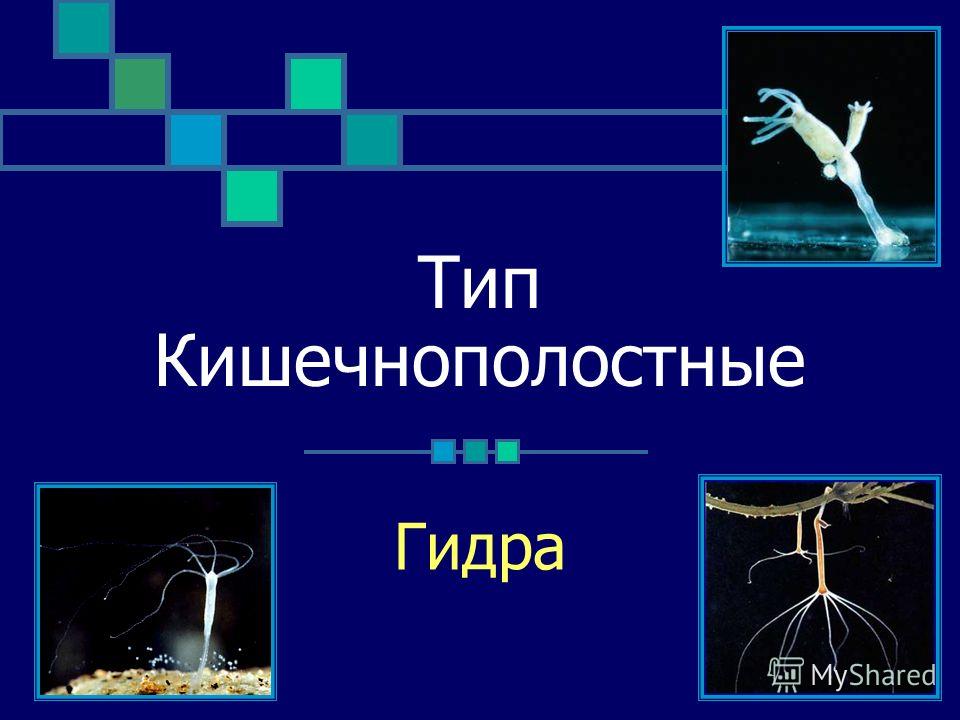 Кракен наркошоп ссылка